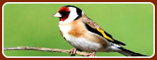 Bharatpur Bird Sanctuary