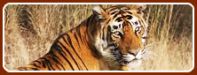 Tiger Tour