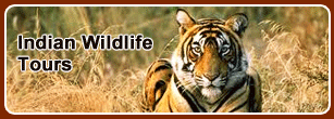 Indian Wildlife